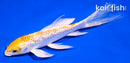 5" GINRIN HARIWAKE BUTTERFLY