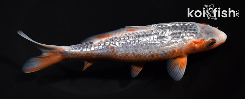 7.5" GINRIN ASAGI