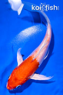 5" HARIWAKE BUTTERFLY