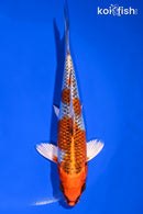 6" KUJAKU