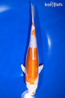 9.75" KIKUSUI