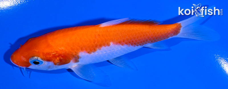 4.75" IPPONHI KOHAKU