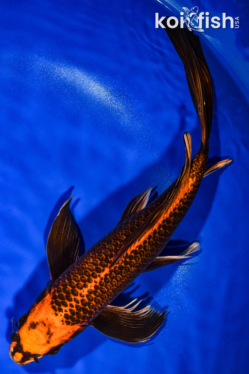 14" ORENJI MATSUBA BUTTERFLY