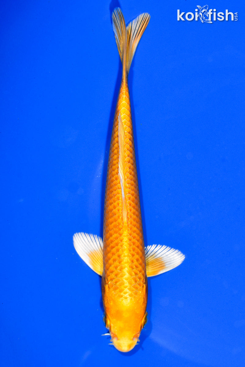 6.5" YAMABUKI OGON
