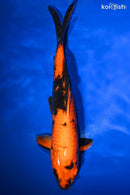 13" KIN HI UTSURI