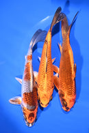 PACK OF (3) 6-7" STANDARD KOI