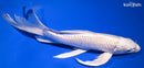 10.5" PLATINUM OGON BUTTERFLY