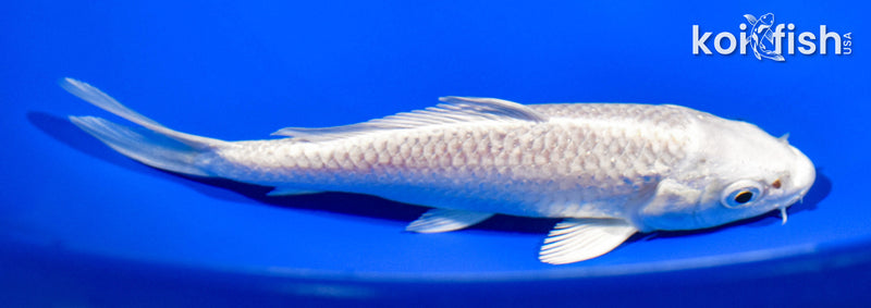 5" PLATINUM OGON