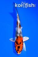 4.75" KIN SHOWA