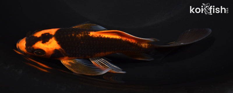 6" ORENJI MATSUBA BUTTERFLY