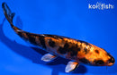 6.75" BENI KIKOKURYU