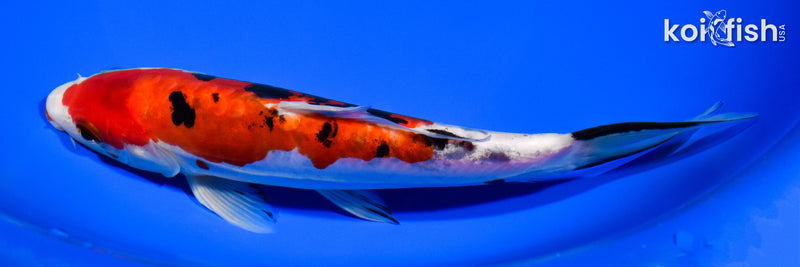 8.25" DOITSU KUCHIBENI SANKE