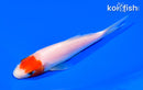 5.25" KOHAKU