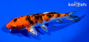 6" YAMATO NISHIKI