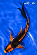6.75" ORENJI MATSUBA BUTTERFLY