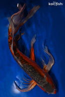 22.5" HI SHUSUI BUTTERFLY
