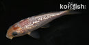 3.5" GINRIN SORAGOI