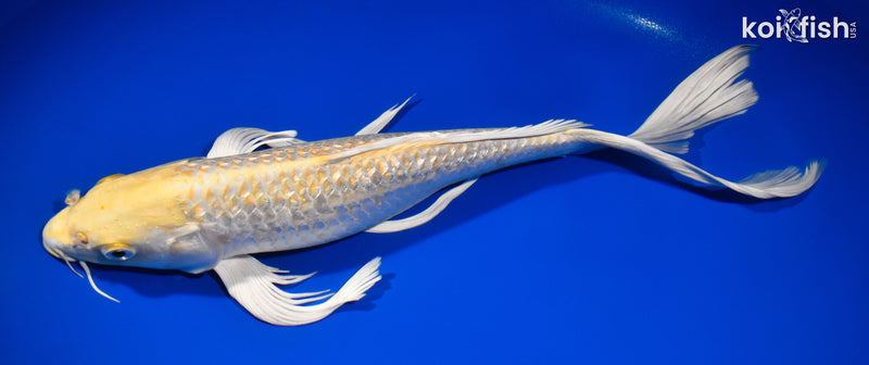 14.5" GINRIN HARIWAKE BUTTERFLY