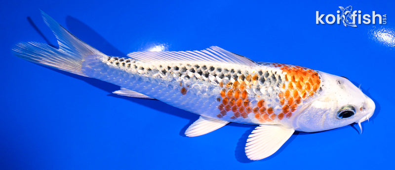 6.5" GINRIN KUJAKU