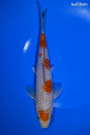 8.75" OCHIBA SHIGURE