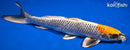 15" KUJAKU
