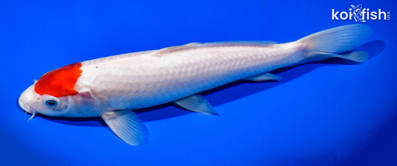 11" TANCHO KOHAKU