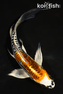 6" ARAGOKE BENI KIKOKURYU BUTTERFLY