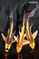 PACK OF (3) 4.5-5" BUTTERFLY KOI