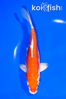 7" KIKUSUI