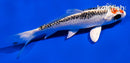 4.5" KUJAKU