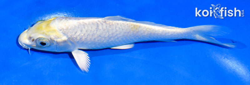 4.5" HARIWAKE