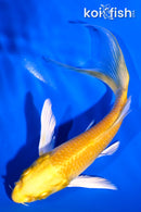 5.75" YAMABUKI OGON BUTTERFLY