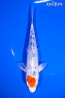 7.25" TANCHO YAMATO NISHIKI