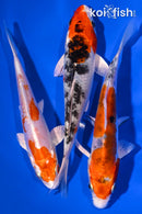 PACK OF (3) 5-6" STANDARD KOI