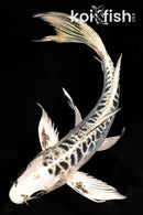 9" ARAGOKE KIKOKURYU BUTTERFLY