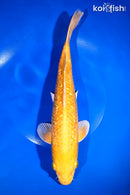 11.5" GINRIN YAMABUKI OGON