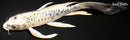 8" DOITSU KUJAKU BUTTERFLY