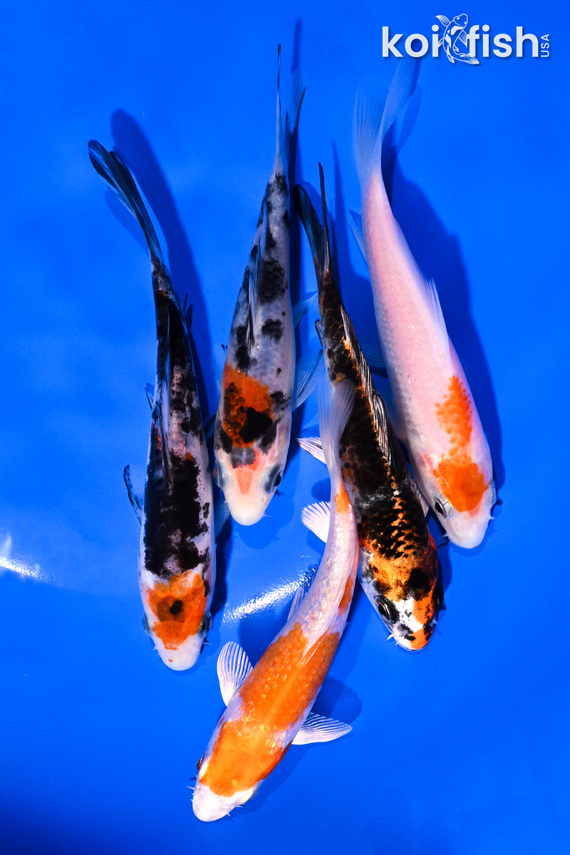 PACK OF (5) 4-5" STANDARD KOI