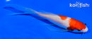 5.5" KOHAKU BUTTERFLY