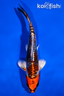 5.5" BENI KIKOKURYU