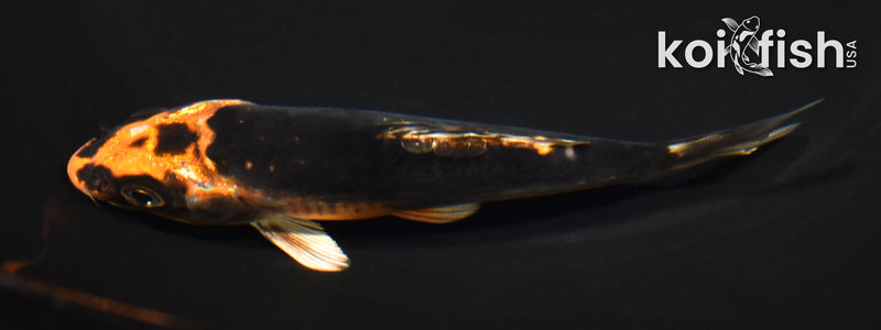 4.75" GINRIN BENI KIKOKURYU