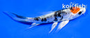 4" TANCHO HEISEI NISHIKI BUTTERFLY