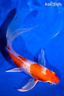 5.75" GINRIN HARIWAKE BUTTERFLY