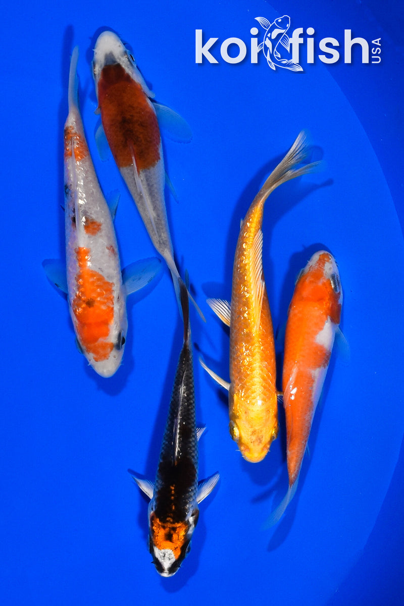 PACK OF (5) 3.5"- 4" STANDARD KOI