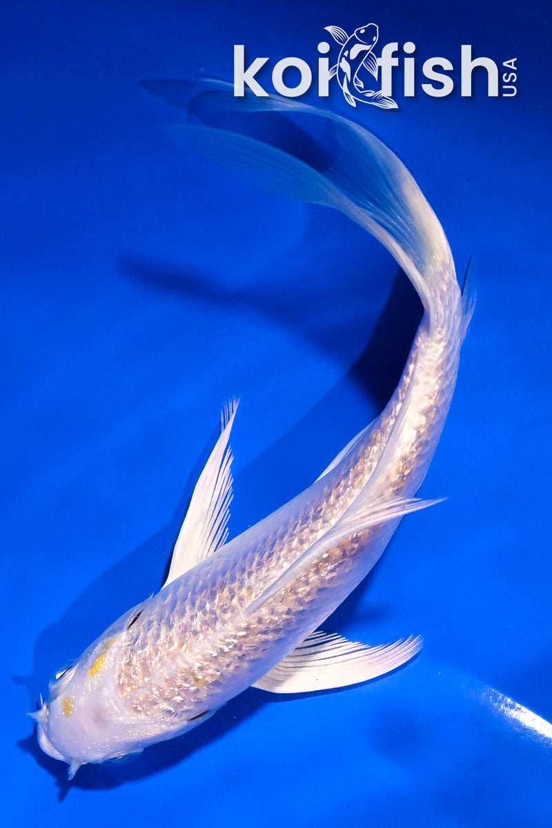 5" GINRIN LEMON HARIWAKE BUTTERFLY