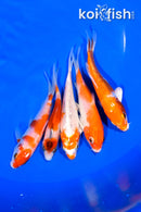 PACK OF (5) 3.75-4" STANDARDKOI