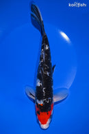 9.5" GINRIN SANKE