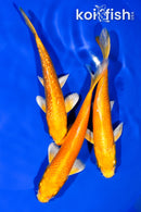 PACK OF (3) 5.5"- 5.75" YAMABUKI OGON