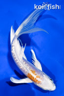 5" GINRIN LEMON HARIWAKE BUTTERFLY