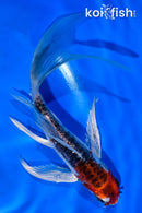 6" BENI KIKOKURYU BUTTERFLY